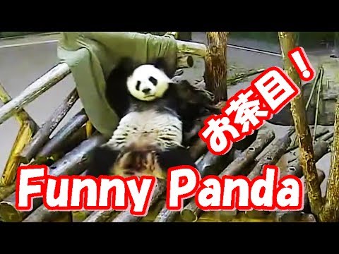 かわいいパンダの面白仕草に絶対笑う 笑える動画集 Cute Funny Panda Youtube
