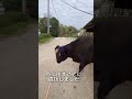【牛の出荷】食卓に並ぶお肉の過程