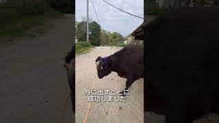 【牛の出荷】食卓に並ぶお肉の過程