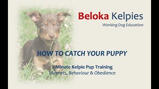 How to catch your puppy  2 MIN Kelpie Pup Training