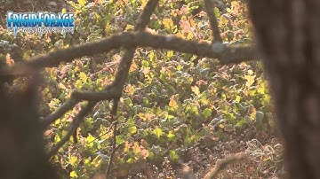 Food Plots on a Budget with Bill Winke
