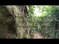 The Trees, The Track and The Carvings - a walk up ancient Hell Lane, Symondsbury, Dorset