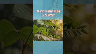 Fenomena Alam #21 : Tanaman yang Bisa Menari! 🌿🎶 Serius Nih! #shorts