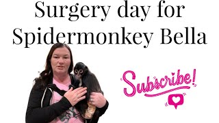 Taking a spidermonkey for a spay surgery