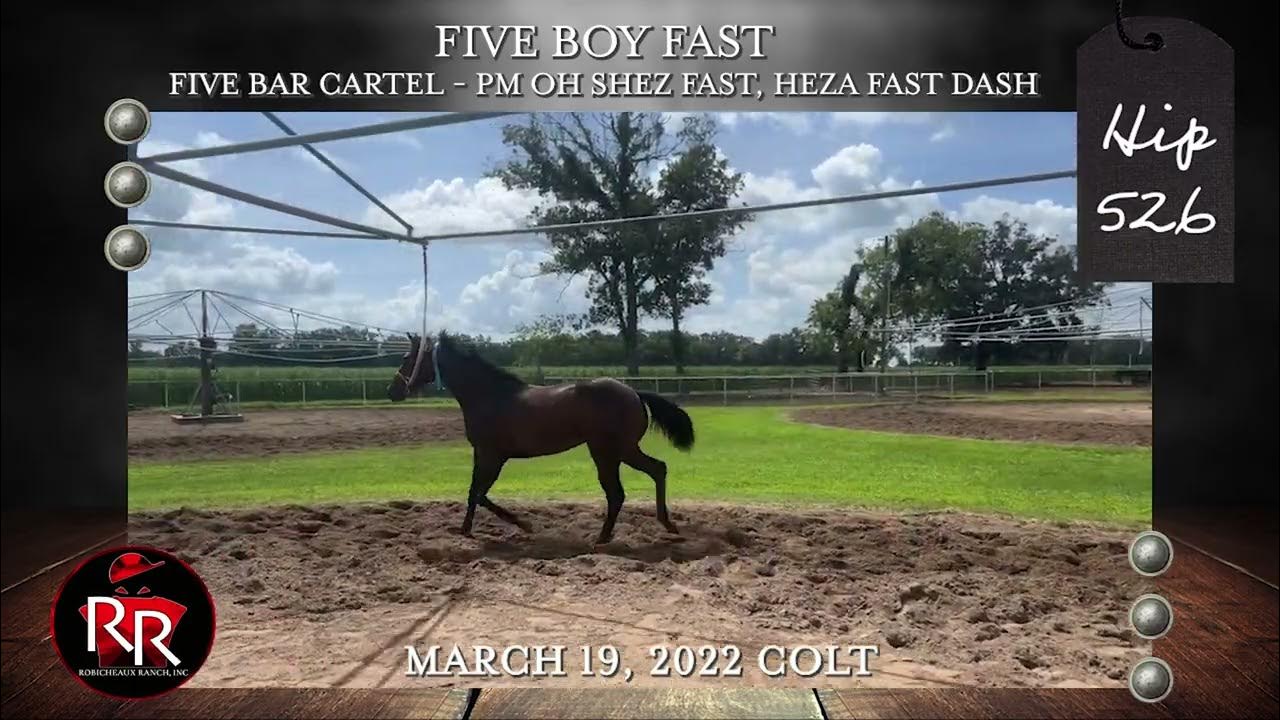 LQHBA Yearling Hip 526 YouTube