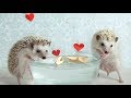 Cute Hedgehog Behaviour 💖 Cute and Funny Hedgehog Videos Compilation 💖 Animals Funny