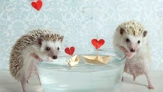 Cute Hedgehog Behaviour 💖 Cute and Funny Hedgehog Videos Compilation 💖 Animals Funny