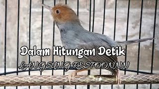 prenjak kepala merah jantan memanggil betina pikat