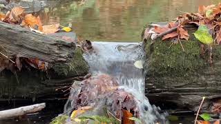 Relaxing Autumn Water Sounds | Forest Stream, Nature Sounds for Relax