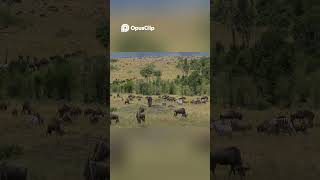 Africa's Great Migration Wildebeest &amp; Zebra Stampede Across Savanna! #animals #migration #zebra