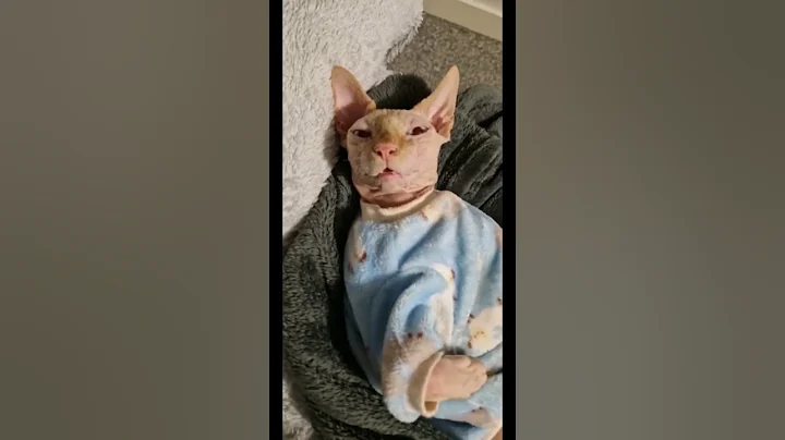 Video 2089281: cute funny sphynx cat, sleepy sphynx