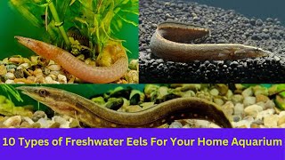 10 Types of Freshwater Eels For Your Home Aquarium || #aquarium #ellFish by nsfarmhouse 116 views 6 months ago 4 minutes, 38 seconds