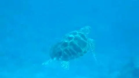 turtle swims gracefully