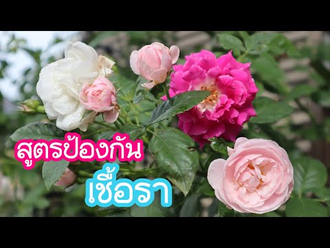 สูตรป้องกันเชื้อราในกุหลาบและผักสวนครัว ใช้แค่3อย่าง