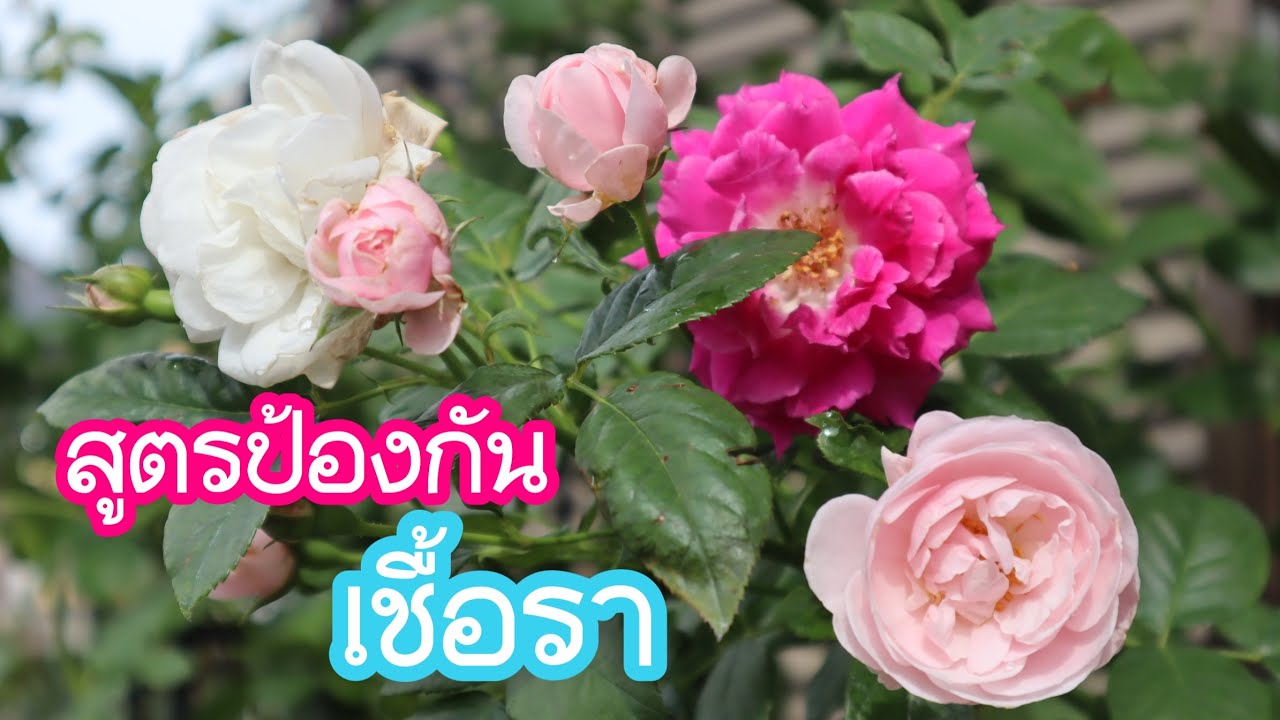 สูตรป้องกันเชื้อราในกุหลาบและผักสวนครัว ใช้แค่3อย่าง