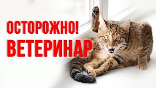 Как Выбрать Ветеринара, Чтобы Не Навредить Кошке