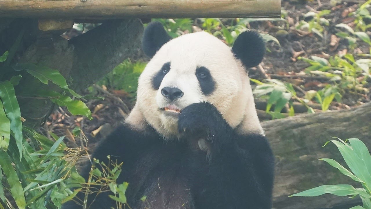 20260117 (10:44) 圓寶戶外打野食泡水上樹，打了四個噴嚏後，找到高處的紅蘿蔔 😅 | Giant Panda Yuan Bao