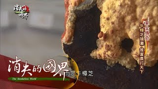 20170520【消失的國界完整版】椰子變易開罐、西瓜附保證卡　精緻水果當珠寶賣｜李天怡主持｜三立新聞台