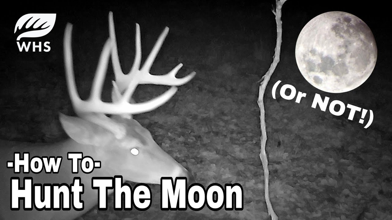 5 Ways To Deer Hunt A Full Moon YouTube 5-ways-to-deer-hunt-a-full-moon-youtube