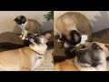JOLLY SNOWSHOE CAT MOMENTS の動画、YouTube動画。