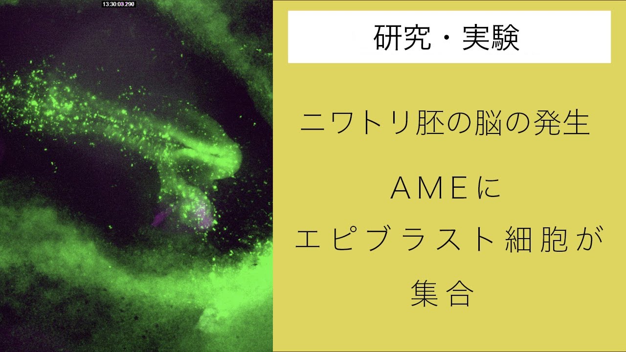 JT生命誌研究館「発生生物学の静かな革命」(動画4)ニワトリ胚の脳の発生:AMEにエピブラスト細胞が集合 YouTube