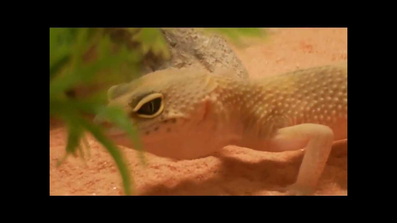camera iphone 8 plus apk reptiles gone wild episode 1