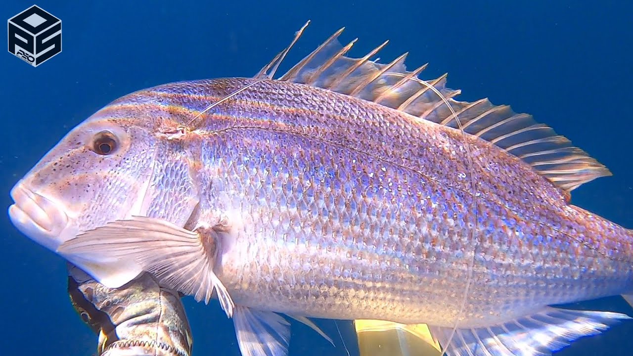 PESCASUB Dentice Enorme Orata Pesca da Riva Pesca subacquea Big Dentex SPEARFISHING 2024