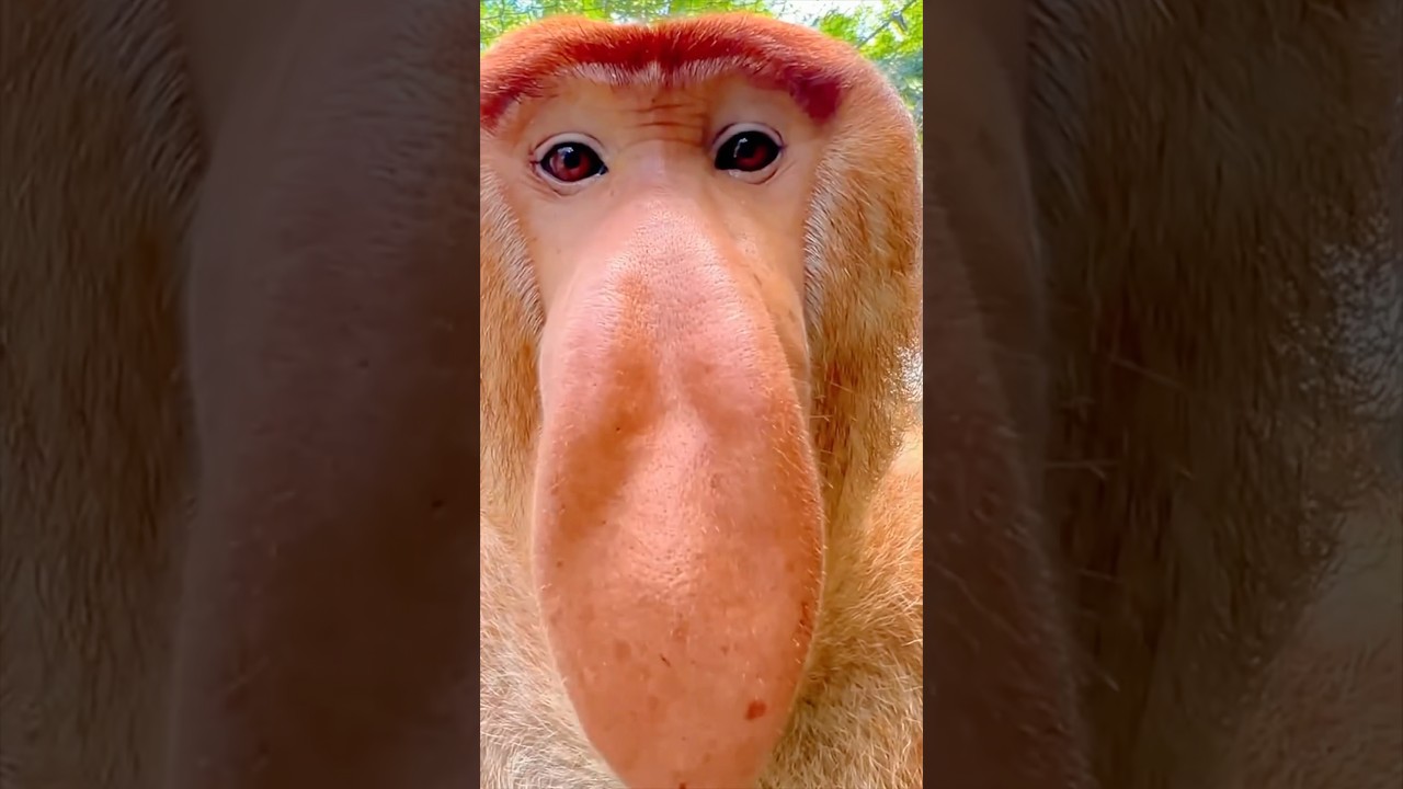 Este Mono Tiene Una Nariz Gigante 👃🏻