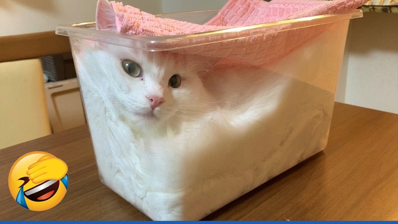 These CATS are too FUNNY! 🤣 | New Cat Videos 2026 Pop Cat Laugh - YouTube