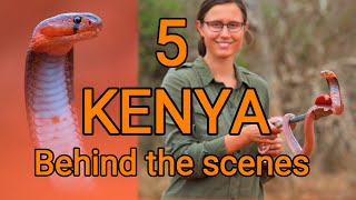 Behind the scenes KENYA 5, deadly venomous Red spitting cobra, dangerous snake rescue, herping