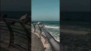 حب من تحب   عبدالمجيد الكايد سمعها