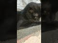 Cat  #catvideos#cats#cat#kitten#kittenlove#animallife#animalshorts#catshorts#sleep#cats