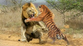 Amazing Wild Animals Attacks - Wild Animal Fights Caught On Camera | Wild Animals Ultimate Fights