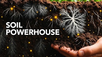 The Unseen Powerhouse — How Microbes and Mycorrhizae in “Living Soil” Are Outperforming All My Ferti