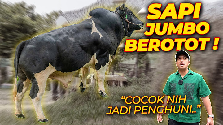 INI TEMPAT GW KENAL SAPI JUMBO.. SEBELUM MAS HERMAWAN..!!