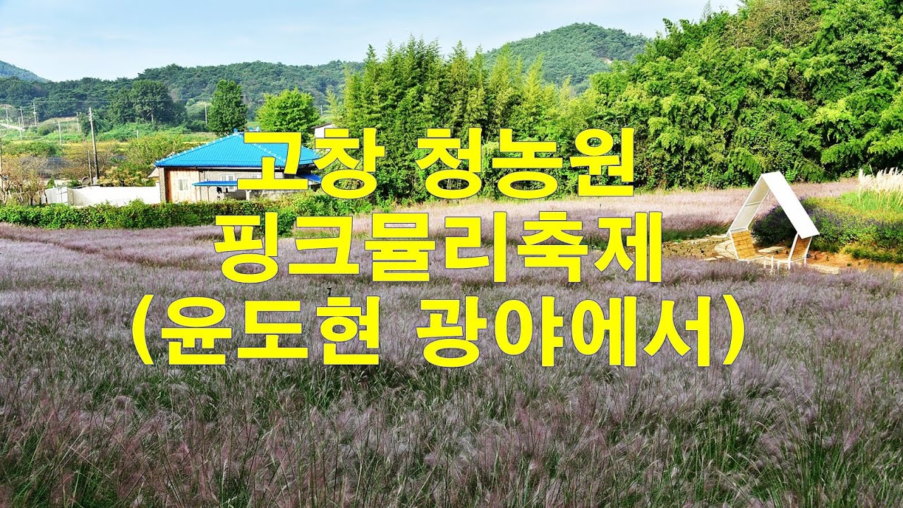 고창 청농원,핑크뮬리 축제,(윤도현 광야에서)