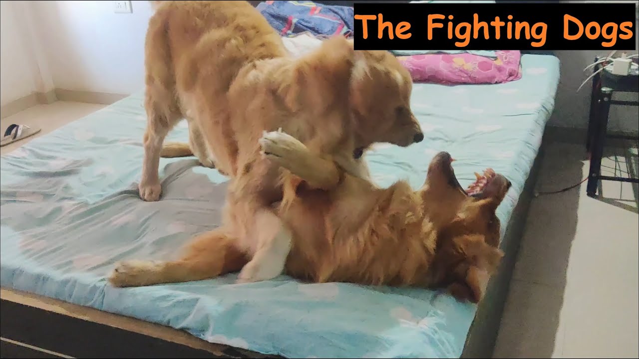 Golden Retriever Fighting | Play | Fun | Angel, Rocky & Coffee - YouTube