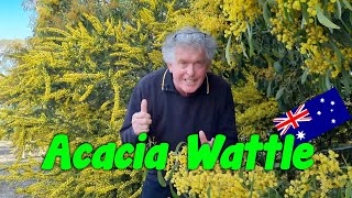 Acacia Wattle   Australia's National Flowering Tree!