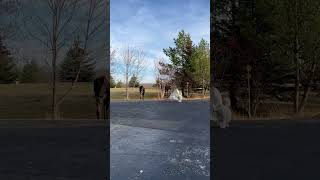 Dog Attempts to Assert Its Territory Against Moose Intruders