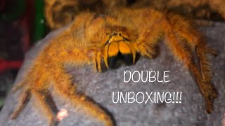 DOUBLE UNBOXING AND REHOUSING!!!