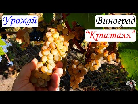 Виноград КРИСТАЛЛ. Урожай и Особенности ТЕХНИЧЕСКОГО СОРТА - YouTube