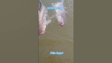 #Shorts / Câu cá hú quá phê miền tây sông nước #KiềmRapper