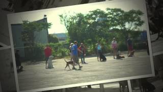 Aggressive Dog Pack Walk