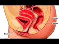 Hindgut Development