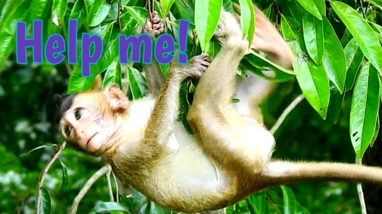 baby monkey crying for milk Mommy Layla where are you? Help me falling down now!
