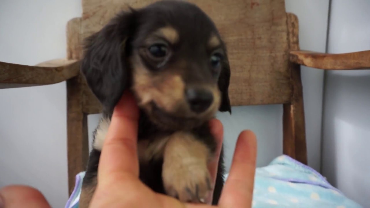 ミックス犬 チワックス ブリーダー 子犬 関西京都 Balu ユキちゃんbaby ブラックタン Youtube