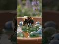 Help save the pollinators with this easy 5-minute hack! 🐝💧