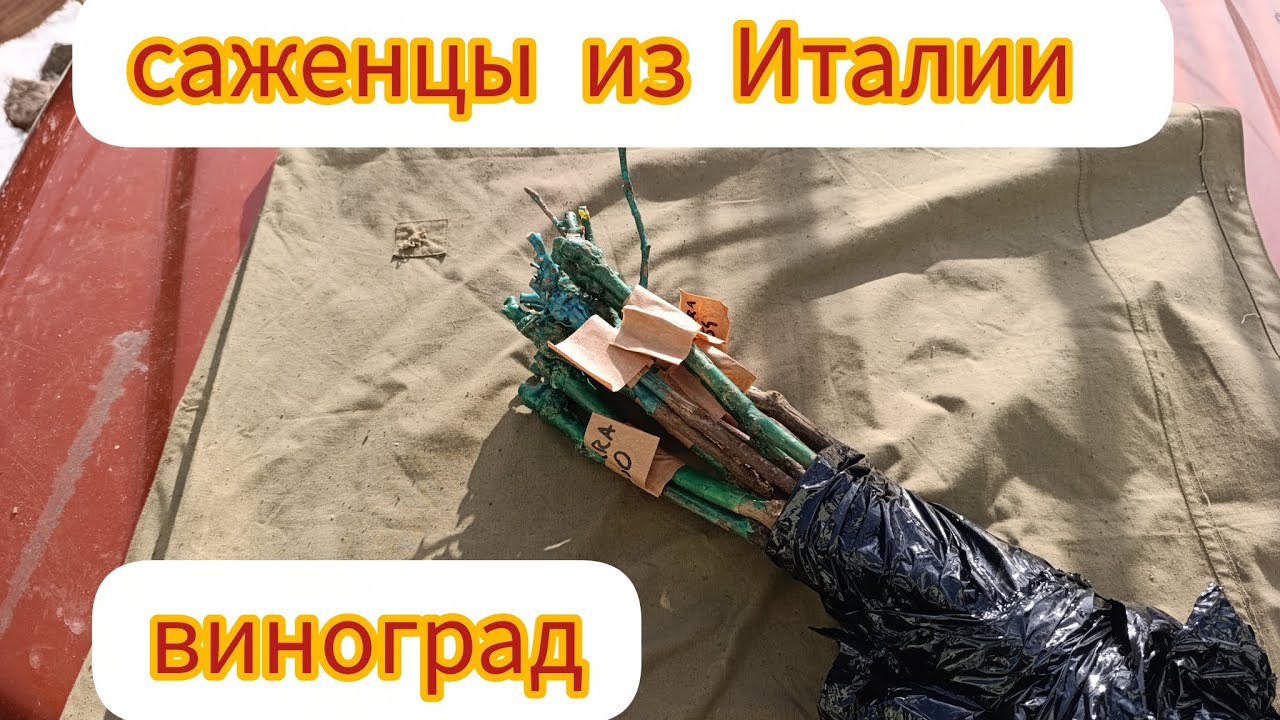 Виноград. Саженцы из Италии.