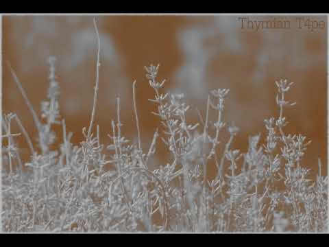 Baader Beats - Thymian Tape 04