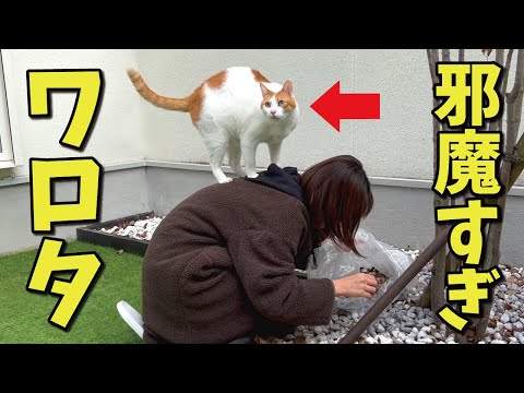 引越しの掃除をしてたら猫が邪魔すぎてワロタｗｗｗ【関西弁でしゃべる猫】